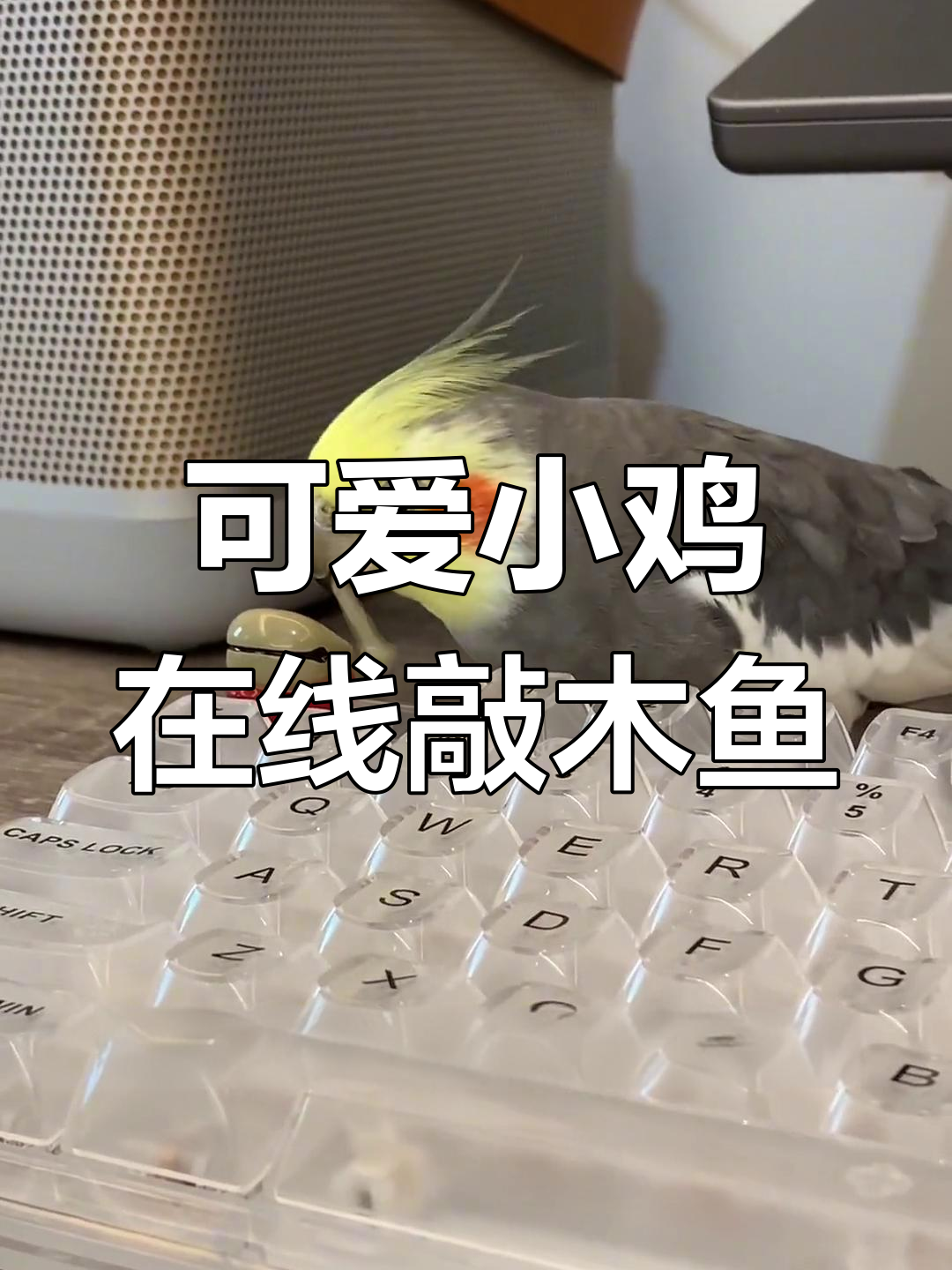小鸡学敲木鱼,萌态十足!