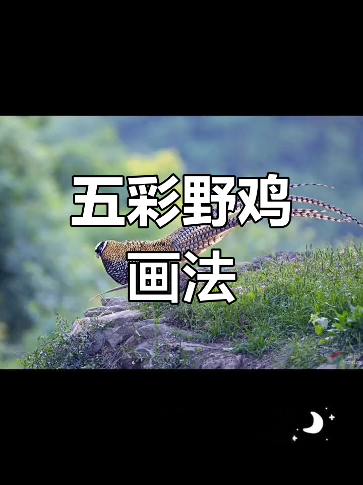 色彩与羽毛的完美结合:五色野鸡的艺术呈现