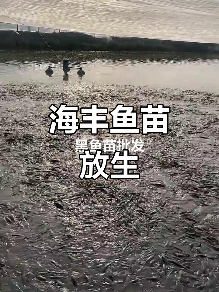 汕尾海丰鱼苗场:黑鱼苗批发放生,台风来临前的准备