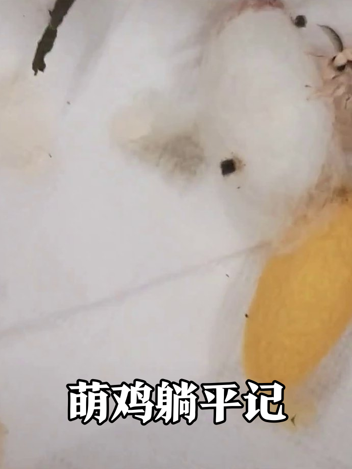 刚破壳小鸡集体躺平 蛋黄挂屁股萌翻网友