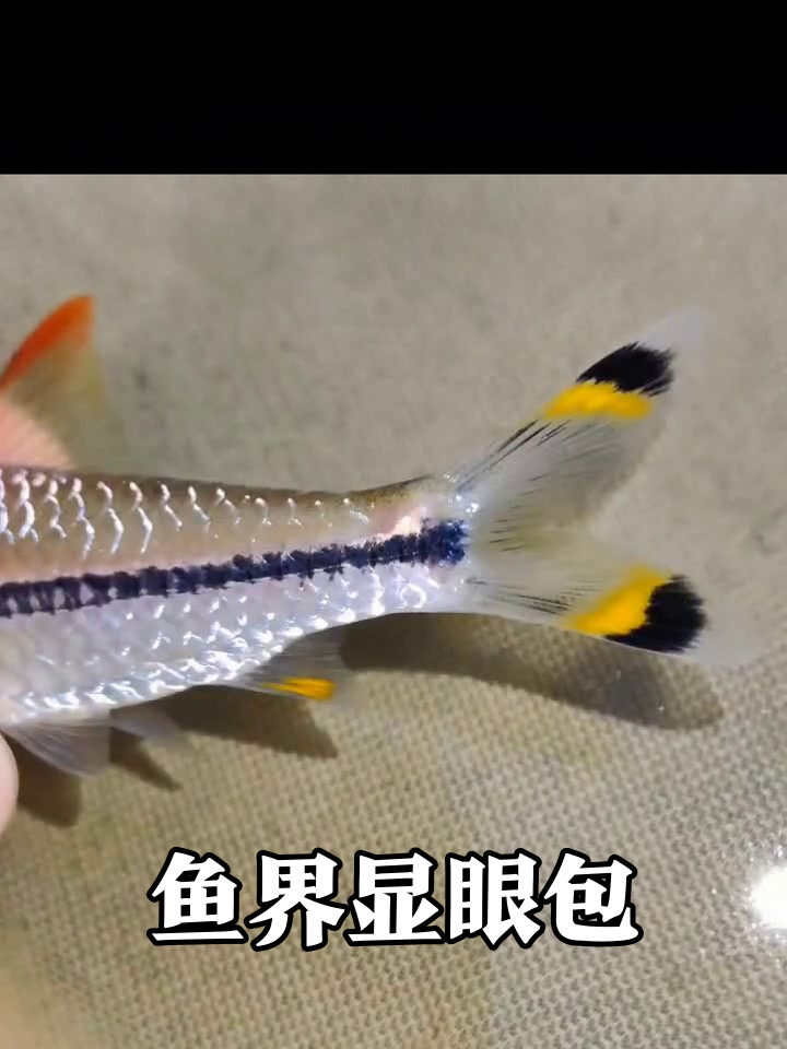 鱼界显眼包!银甲红鳍自带三色logo,被捕还硬撑造型