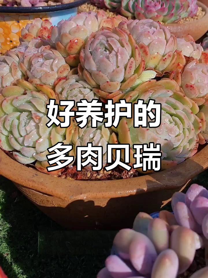 经典多肉植物推荐,好养又美!