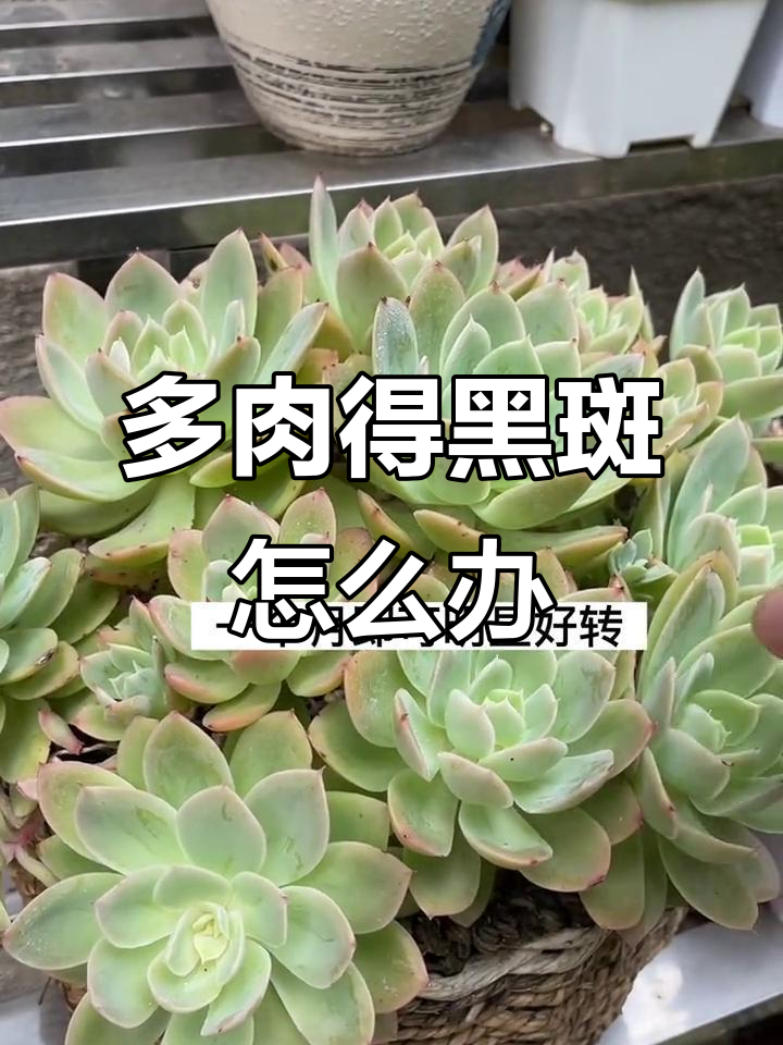 夏季多肉黑斑病比化水更可怕,真菌感染如何应对