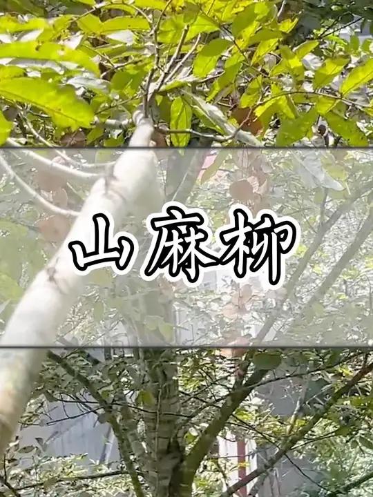 深山的青草很珍贵