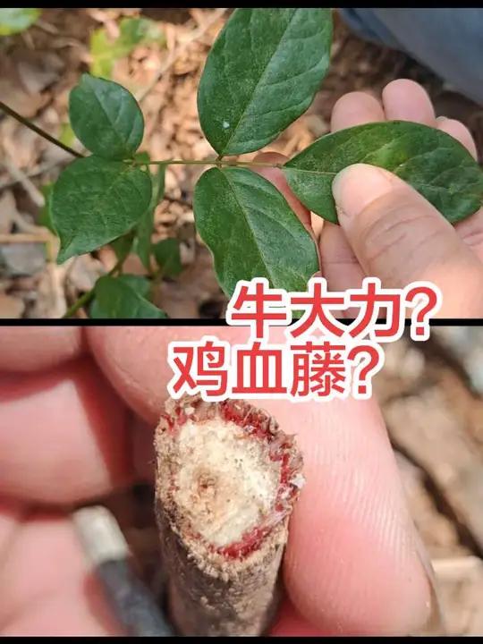 这个看叶子很像牛大力,但会不会是五叶鸡血藤呢?#真实生活分享计划 #大自然的馈赠 #户外 