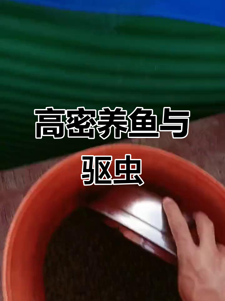 加州鲈鱼高密度养殖,驱虫药配合五号料效果惊人