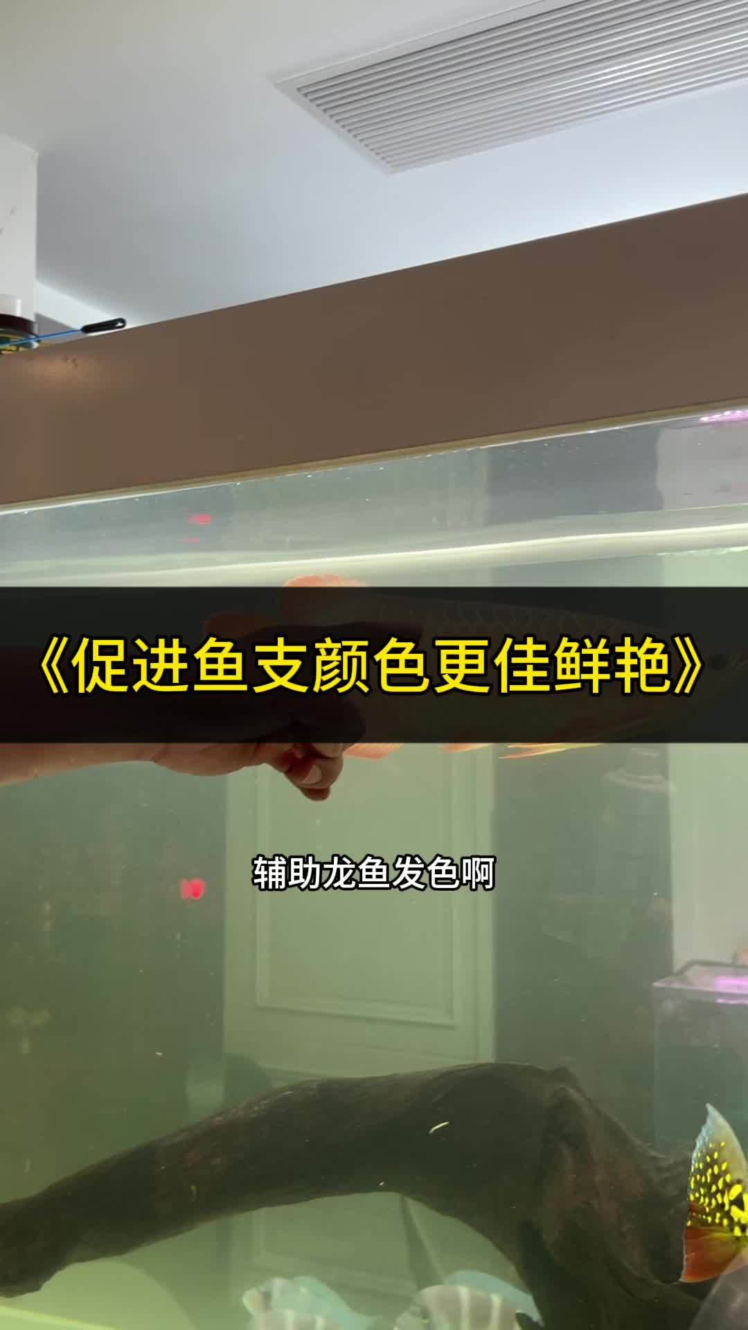 可以让所有鱼类颜色更佳艳丽的办法 观赏鱼 龙鱼 水族 养鱼 红龙
