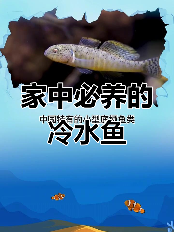 冷水鱼大揭秘:9种最适合家养的热带与冷水混养品种