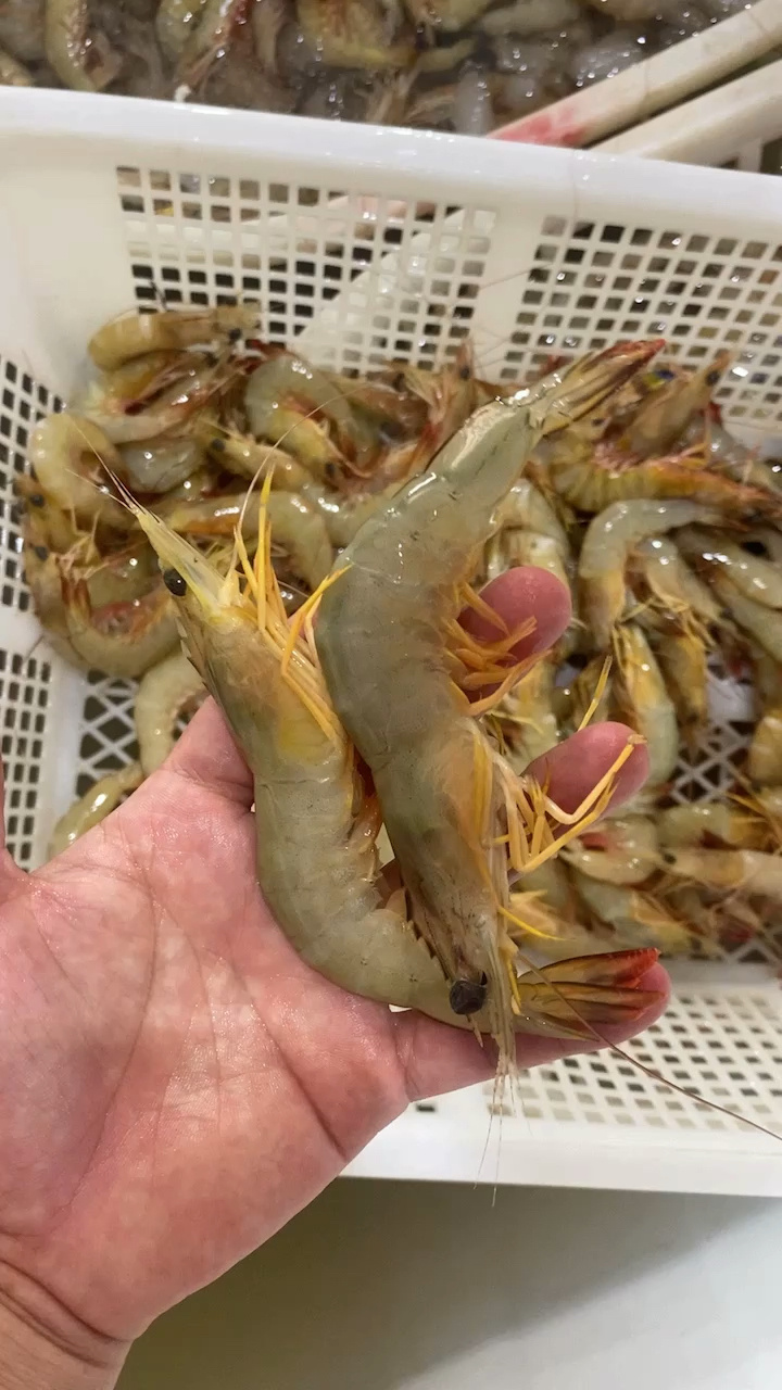 明虾与麻虾的区别
