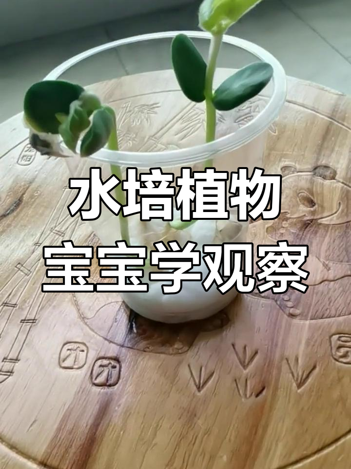 幼儿园水培植物,简单又有趣!