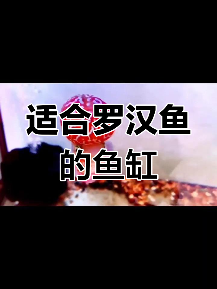 罗汉鱼饲养缸尺寸推荐