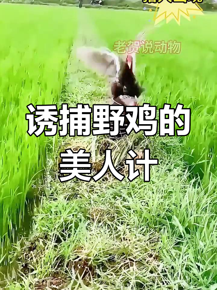 越南农场抓野鸡,雌雄难辨的“美人计”