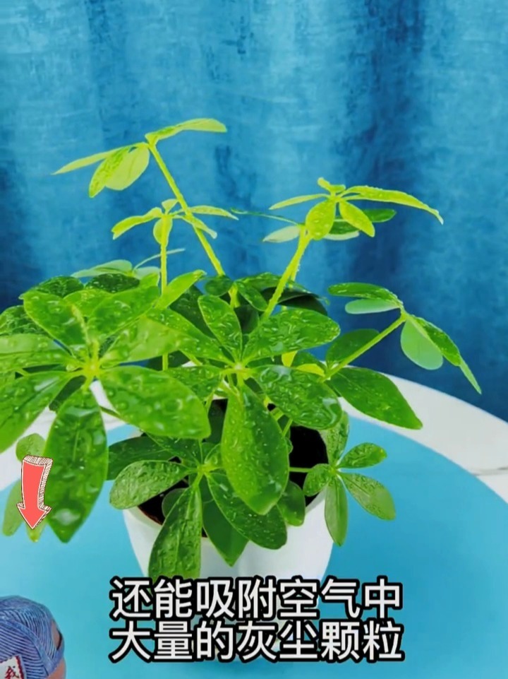 七叶莲又叫鸭脚木冬天养在客厅和卧室不需要太阳 一年四季常绿