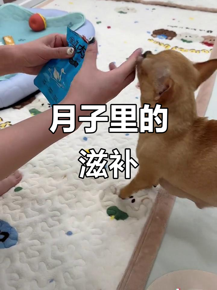 蛋蛋满月,炖鲫鱼补充营养,夜宵来块鸭肉