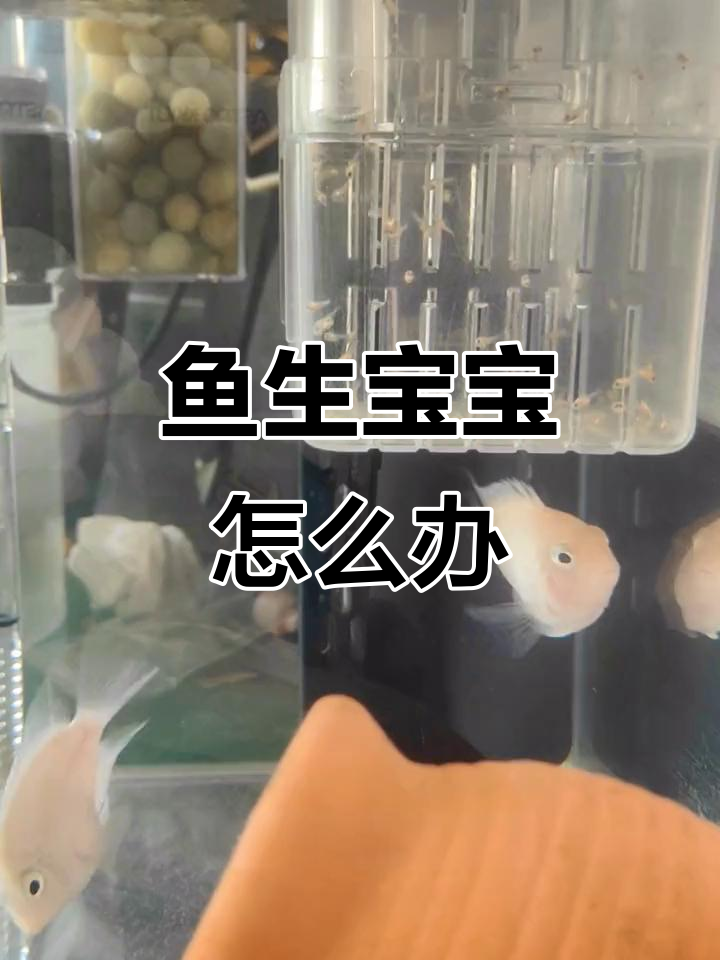 鱼宝宝出生后,分缸还是不分?新手养鱼的必看技巧