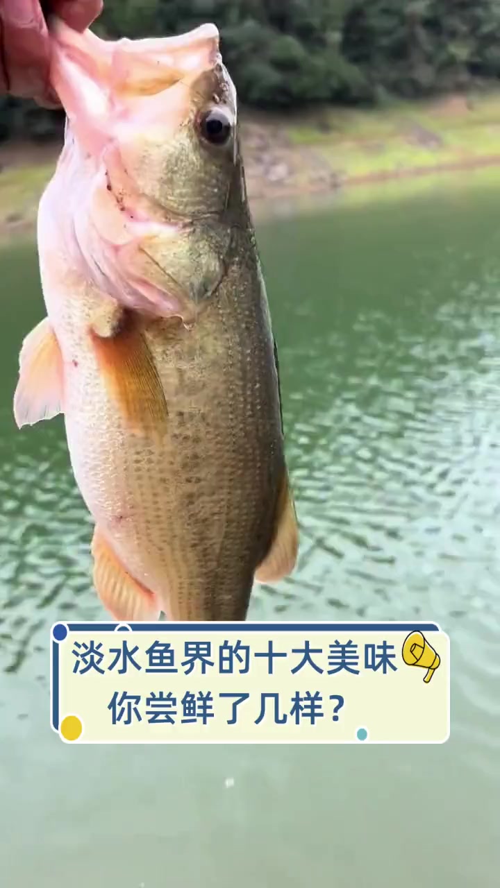 淡水鱼界的十大美味,你尝鲜了几样?