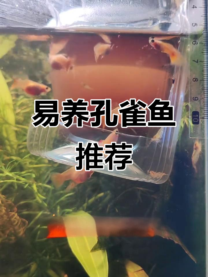 黄金玻璃猫,颜色靓丽又易养,告别频繁死亡的困扰!