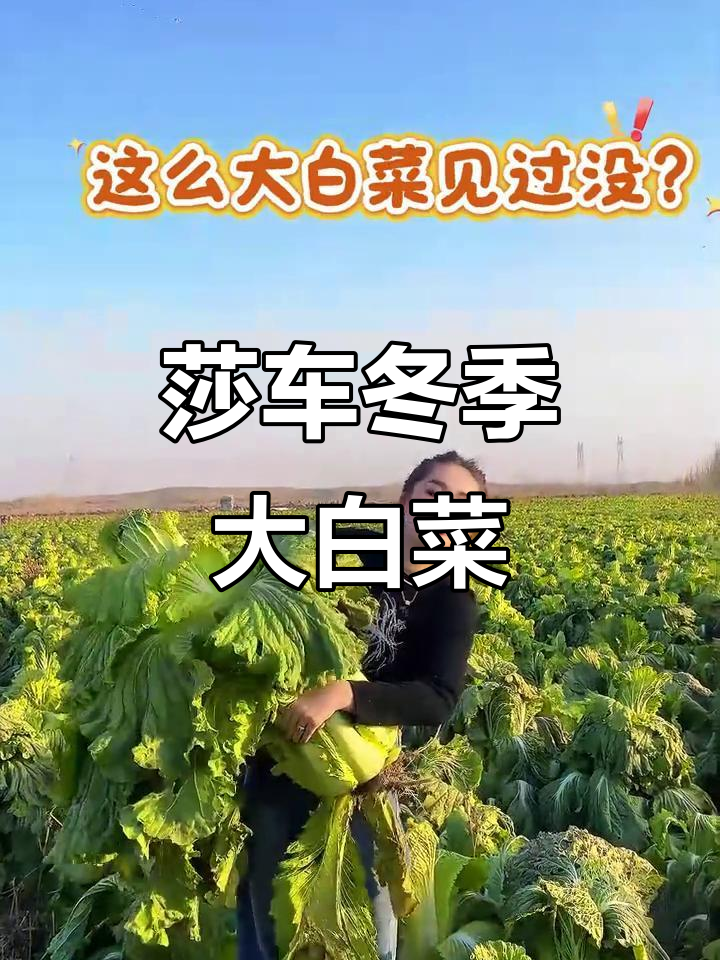 莎车县拍克其乡冬季大白菜丰收,有机蔬菜来袭!