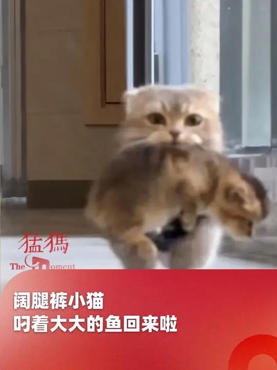阔腿裤小猫,叼着大大的“鱼”回来啦。小猫:喂我花生!