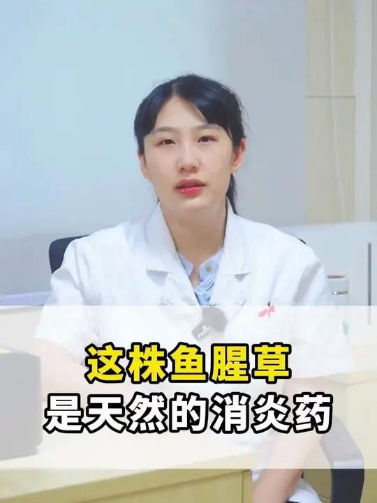 这株鱼腥草是天然的消炎药