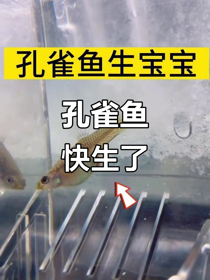 孔雀鱼生产全过程,如何判断是否即将生宝宝