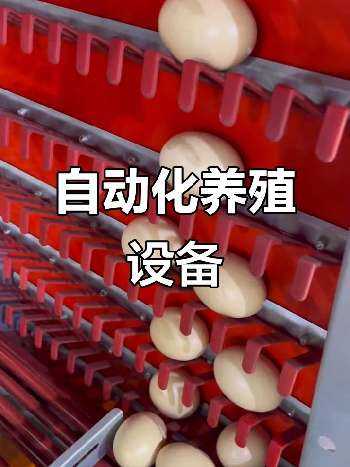 金牧人自动化设备,一站式采购蛋鸡笼具