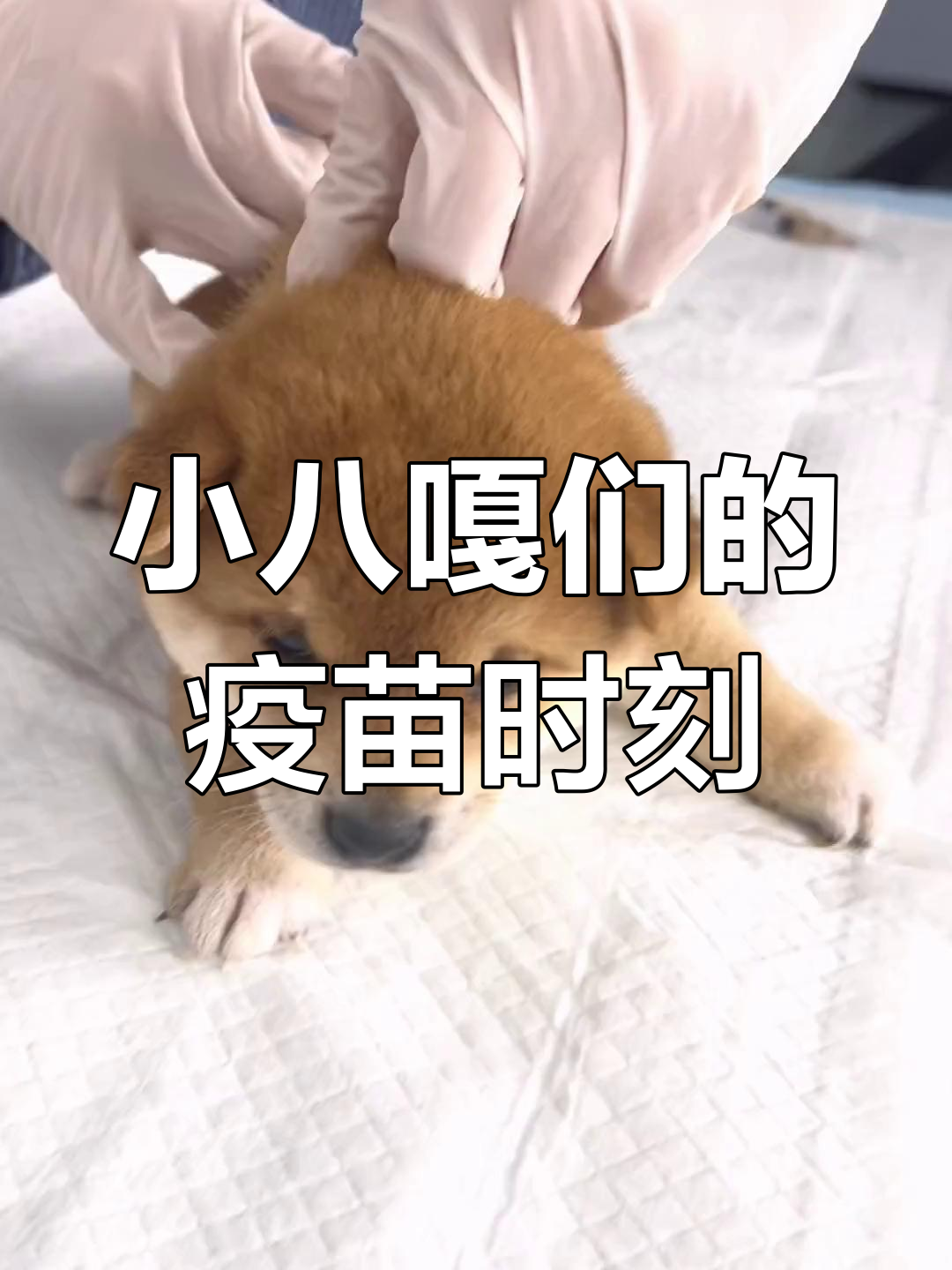 柴犬宝宝打疫苗,反应超有趣!