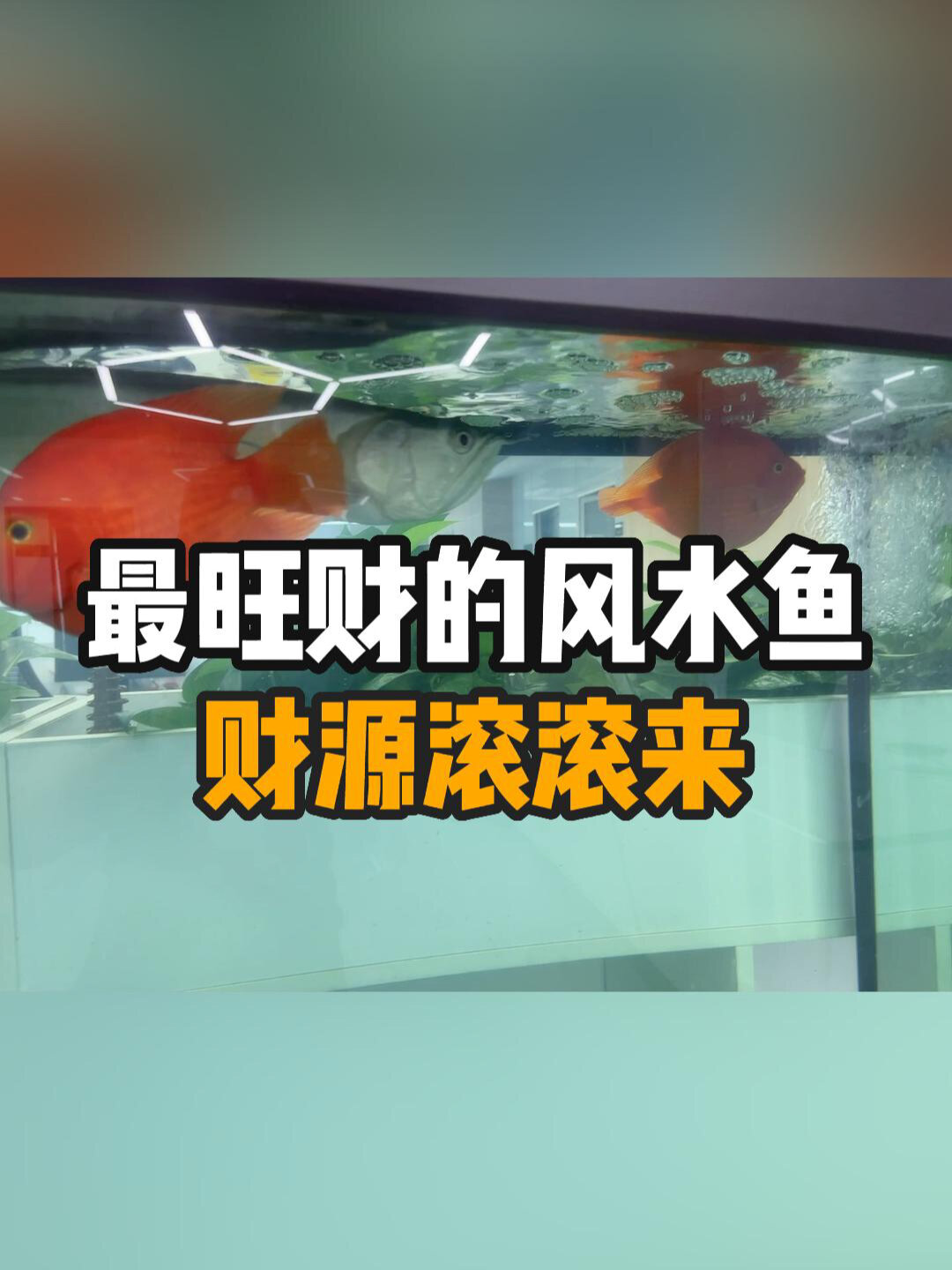 帮你选最旺财的风水鱼