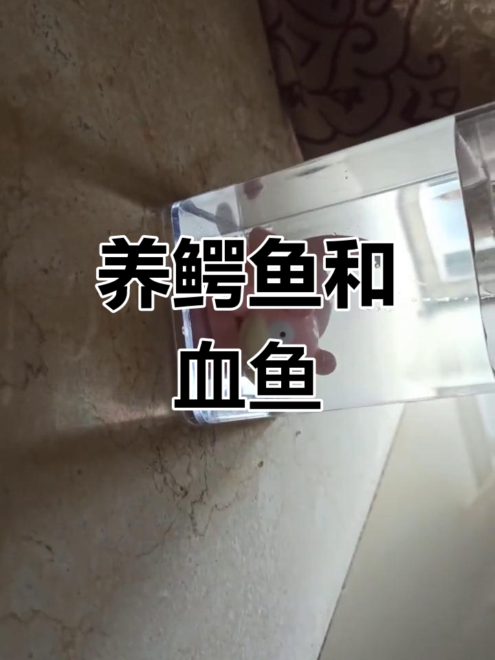 桌面水族箱新宠:鳄鱼与血鱼的奇妙组合