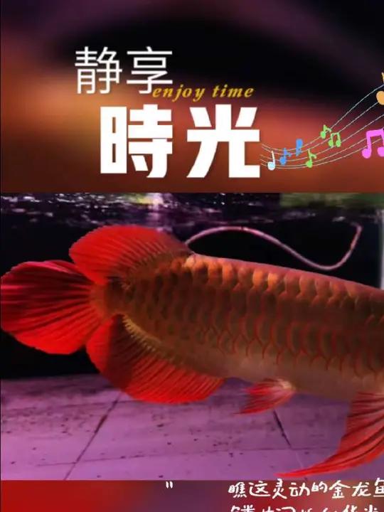 这胸鳍这尾巴。完美精品红龙鱼一条 好红龙