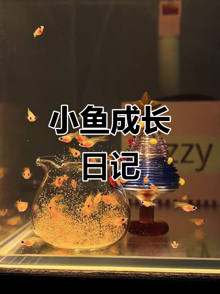 发光小鱼成长记：从孔雀鱼到银河玻璃猫的蜕变