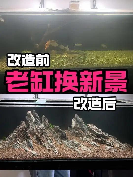 老缸翻新，青龙石造景 按照我说的方法，你们也可以做出好看的山景。（如果不会就找我吧）