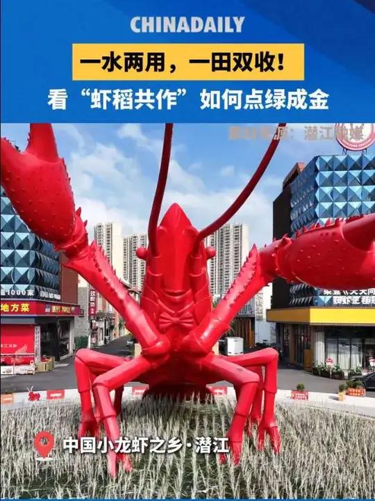 「“虾稻共作”点绿成金」在中国小龙虾之都湖北潜江的水田里,稻在水中长、虾在稻下游。“虾稻共