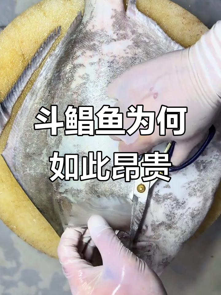 为什么斗鲳鱼这么贵?揭秘背后的原因