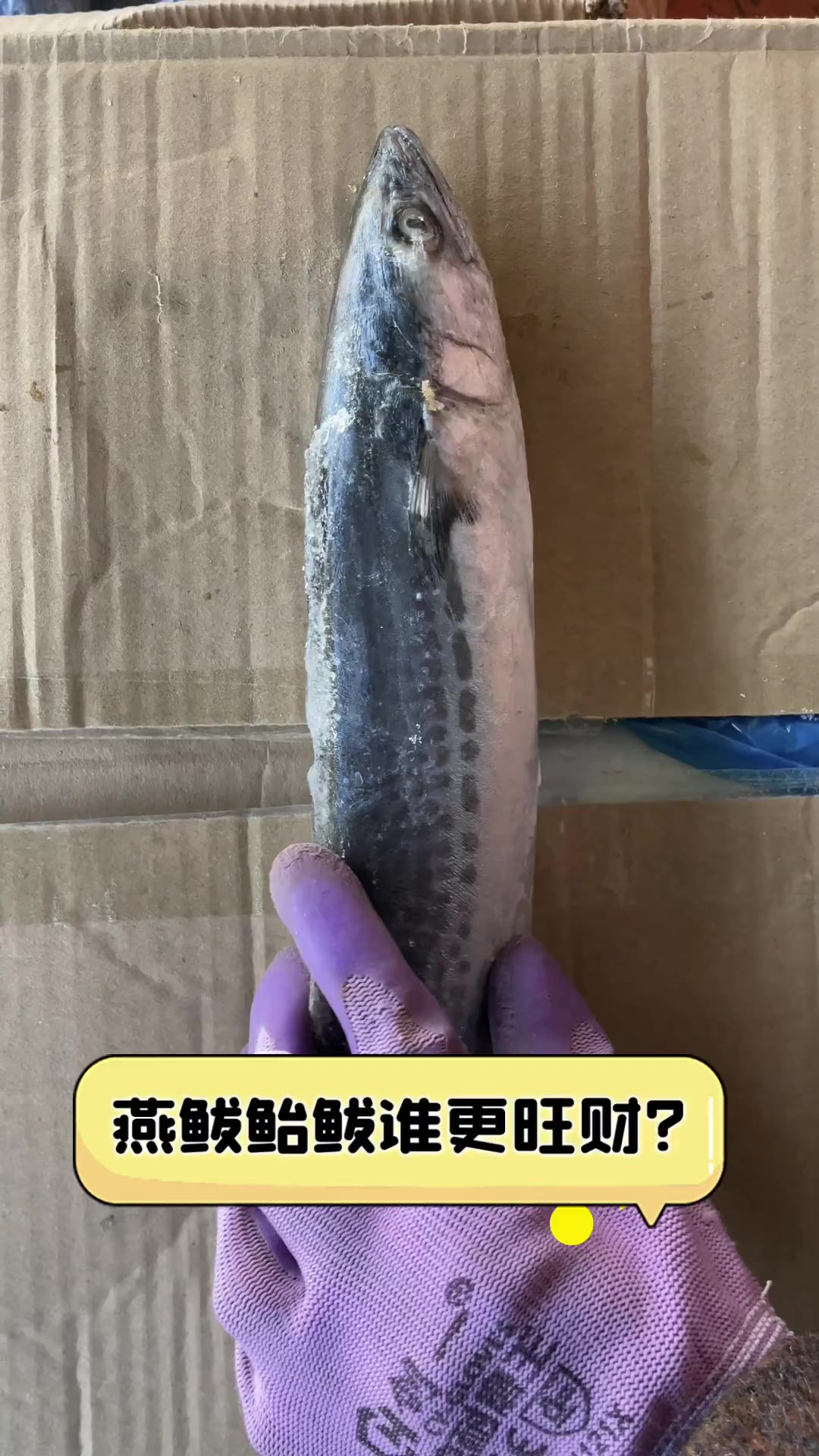 燕鲅鲐鲅谁更旺财?