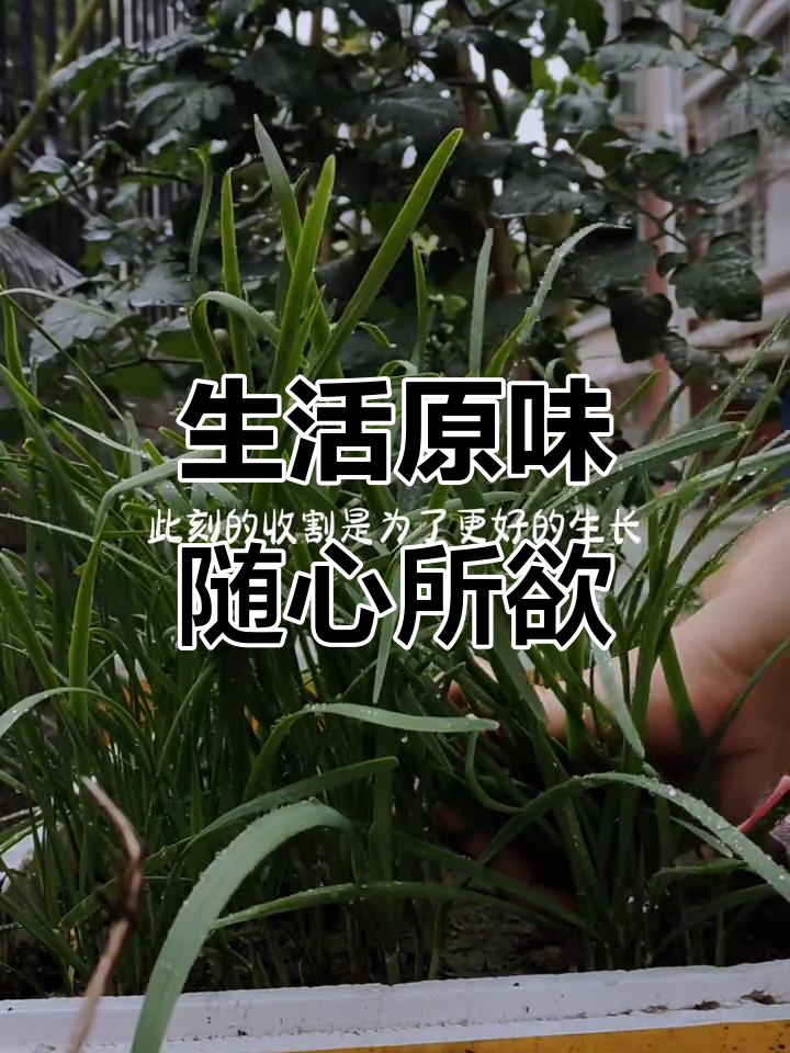 韭菜新鲜收割,生活就该这么真实