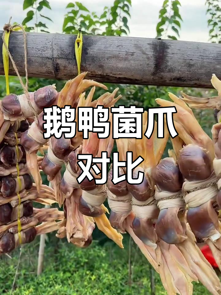 鹅肫爪与鸭肫爪的区别解析