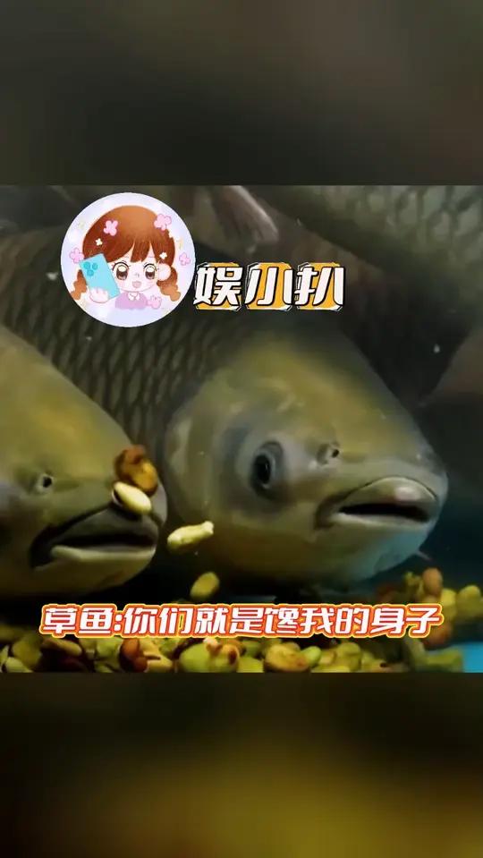 鱼固有一死，或脆嫩爽滑，或西湖醋鱼