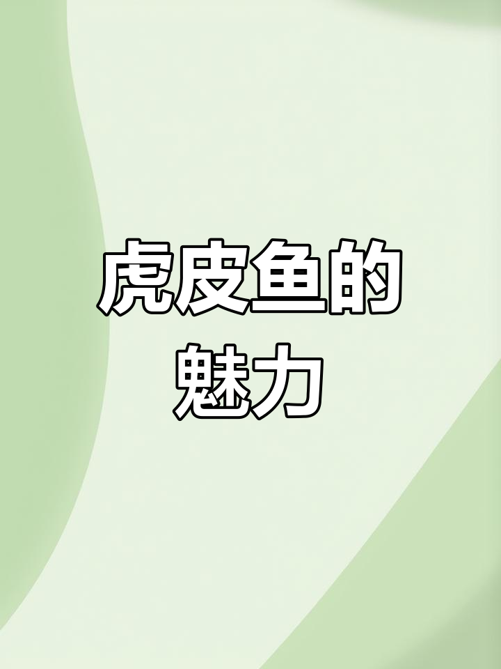 虎皮鱼群游美轮美奂,互动性强!