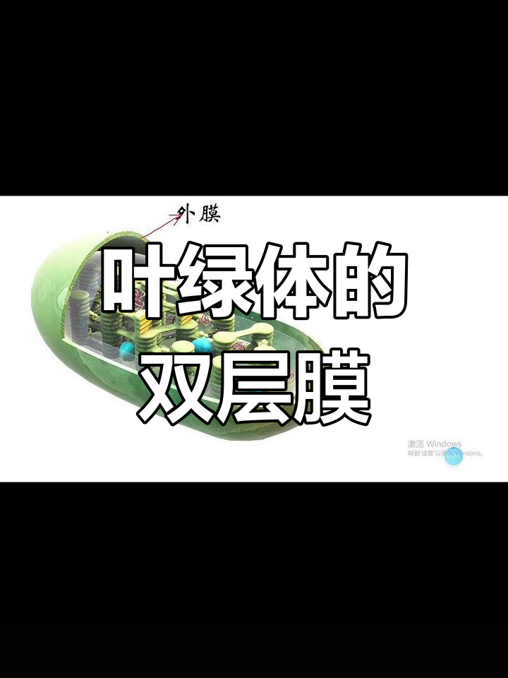叶绿体结构解析:从外膜到内膜