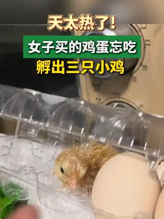 天太热了!女子买的鸡蛋忘吃,竟孵出小鸡!小鸡高温天气热(编辑:罗莉)