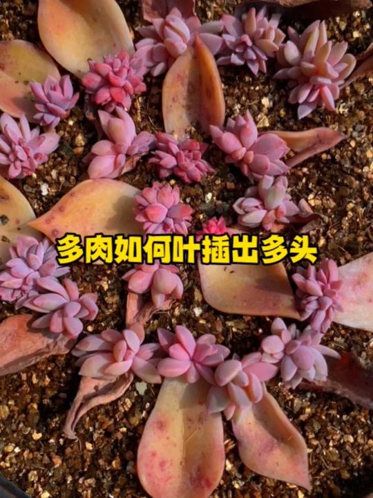 多肉如何叶插出多头