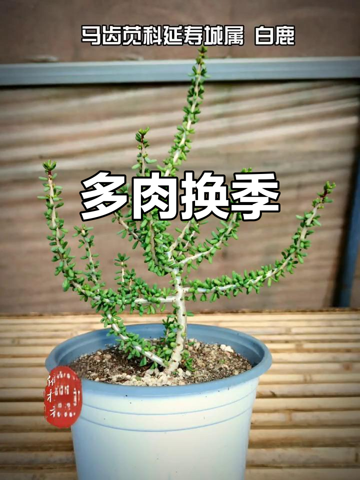 秋冬季节,多肉植物换季休眠,新品种带来清新气息