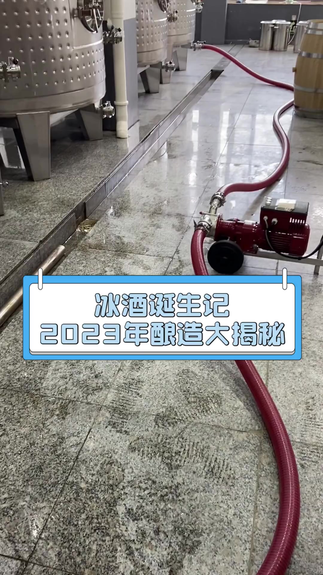 冰酒诞生记,2023年酿造大揭秘