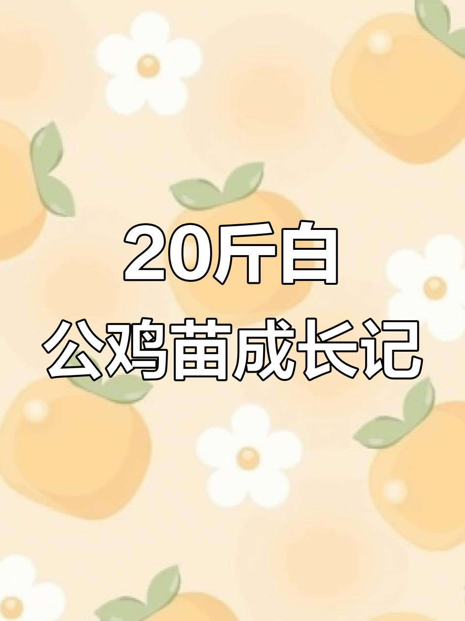 白公鸡苗长到二十斤,草地觅食超可爱