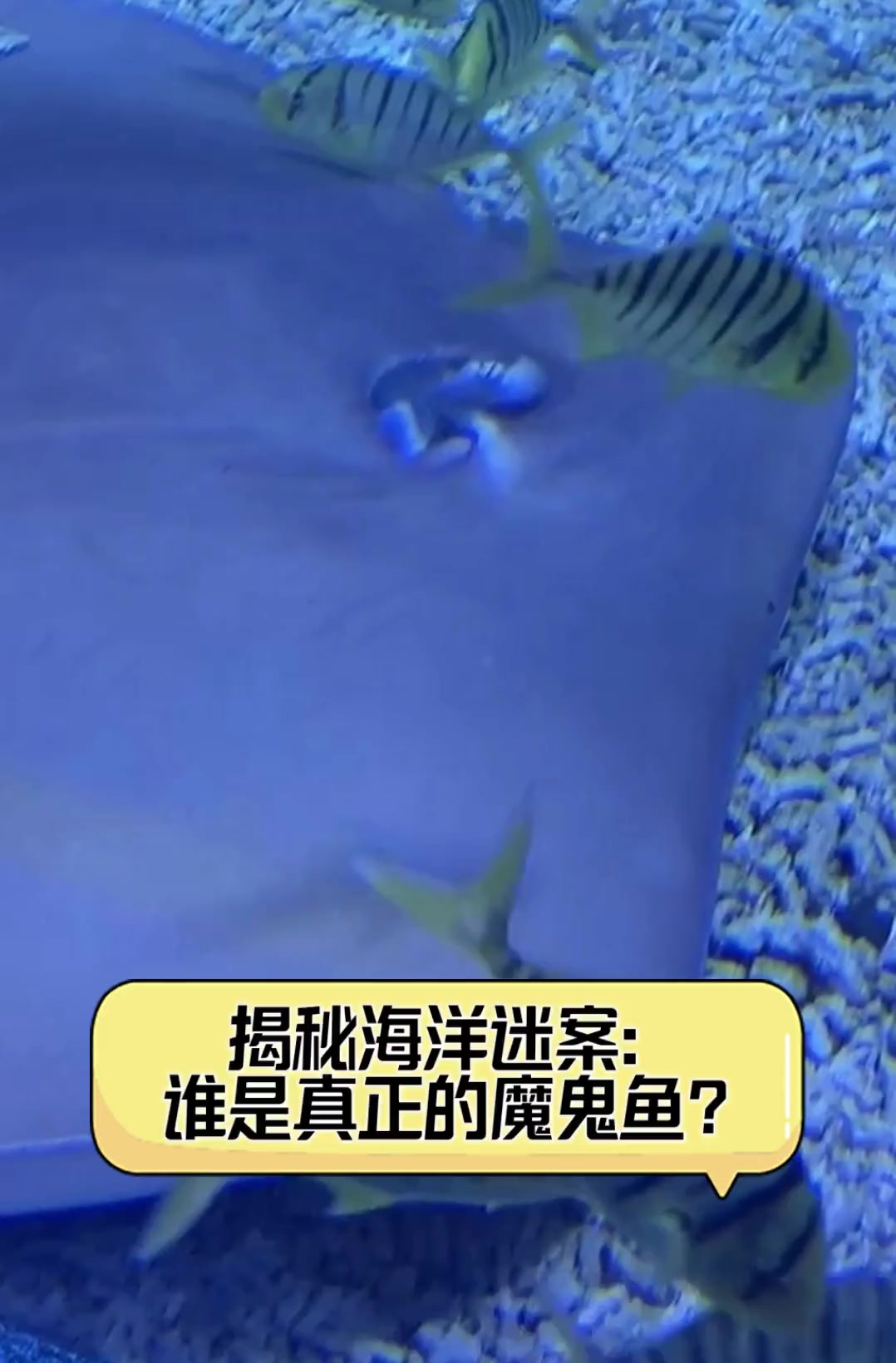 揭秘海洋迷案:谁是真正的魔鬼鱼?