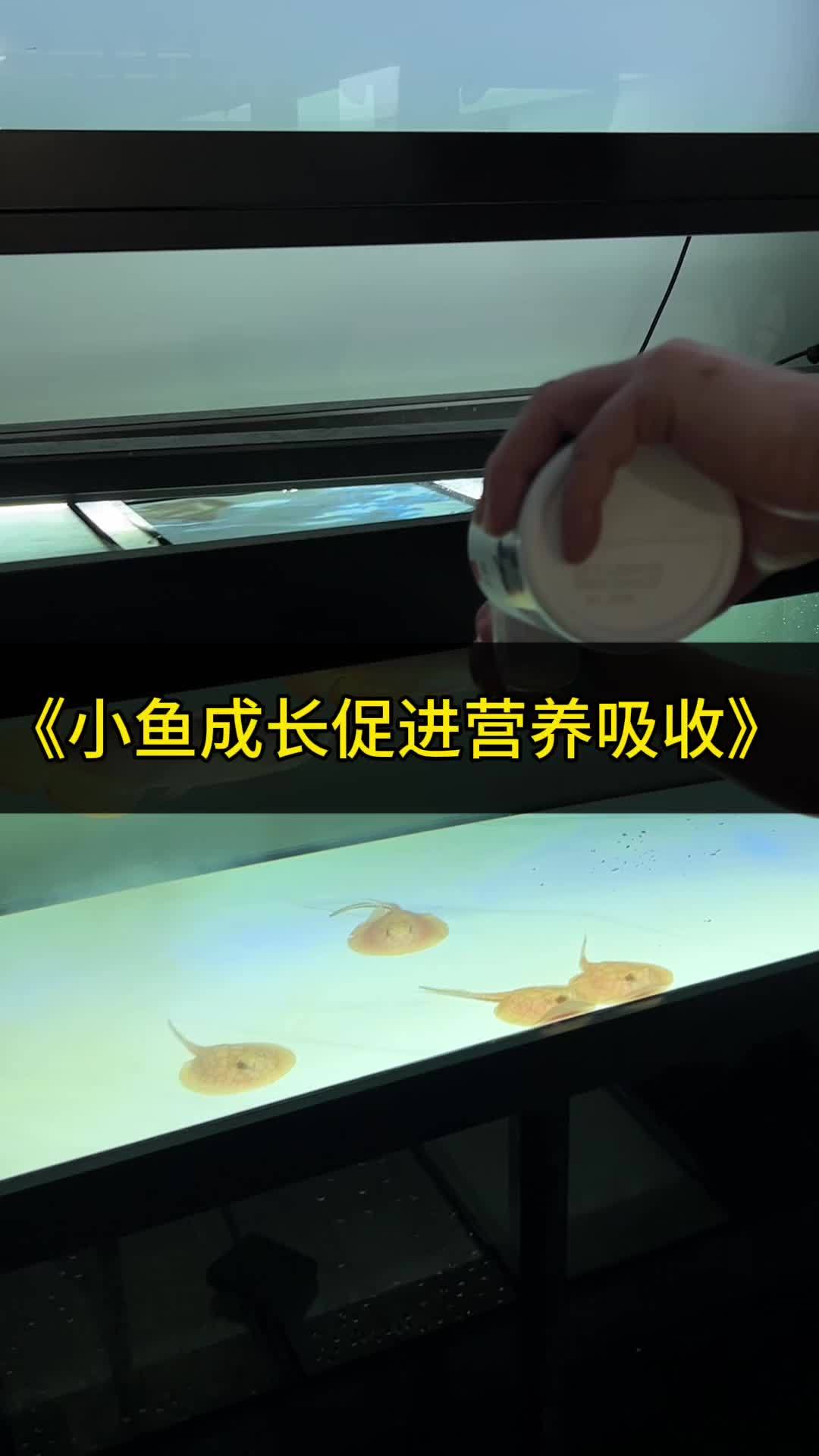 让魟鱼肠道更健康,轻松消化积食的小秘密!让魟鱼肠道更健康,轻松消化积食的小秘密!养鱼日记 