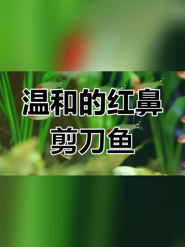 红鼻剪刀鱼的饲养指南