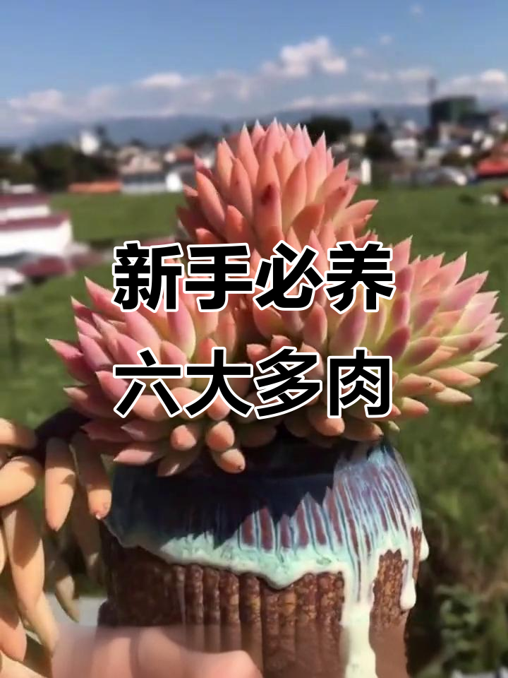 适合新手养的六款多肉植物,观音莲、不死鸟等超易养护