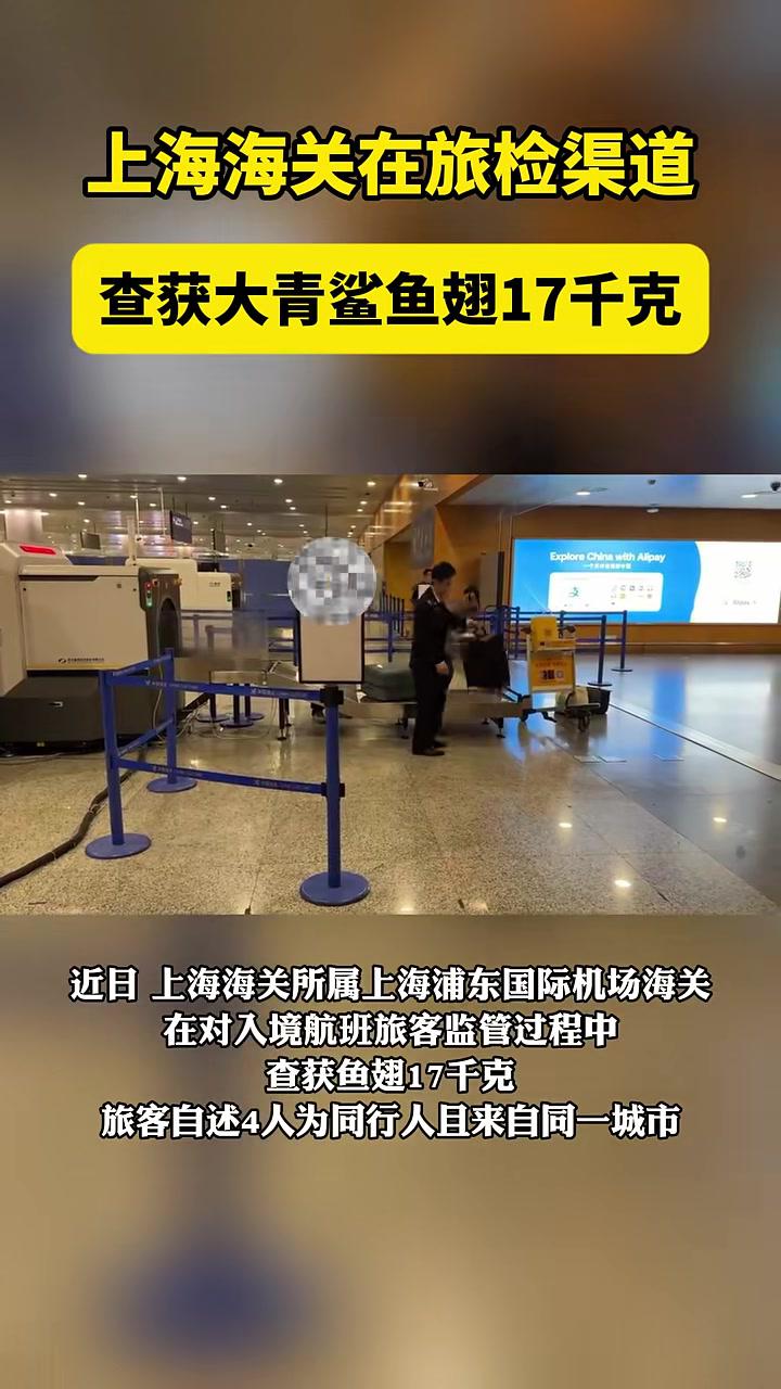 上海海关在旅检渠道查获大青鲨鱼翅17千克。记者:瞿黎春制作:西西